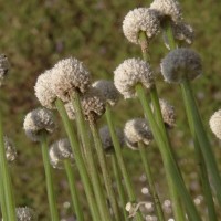 Eriocaulon quinquangulare L.